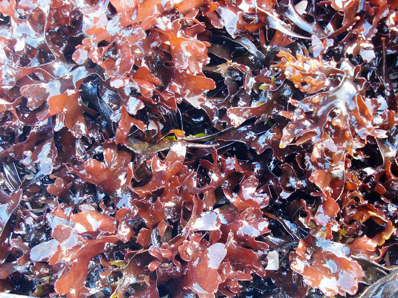 en la imagen aparece la alga chondrus